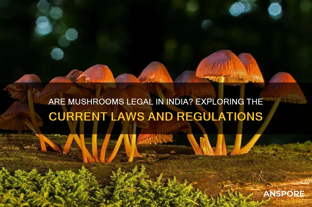 are mushrooms legal in india