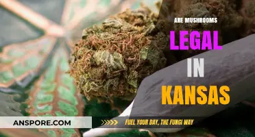 Are Mushrooms Legal in Kansas? Exploring Psilocybin Laws and Regulations