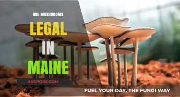 Are Mushrooms Legal in Maine? Exploring Psilocybin Laws and Regulations