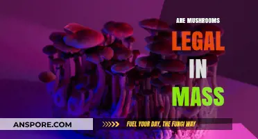 Are Mushrooms Legal in Massachusetts? Understanding Psilocybin Laws