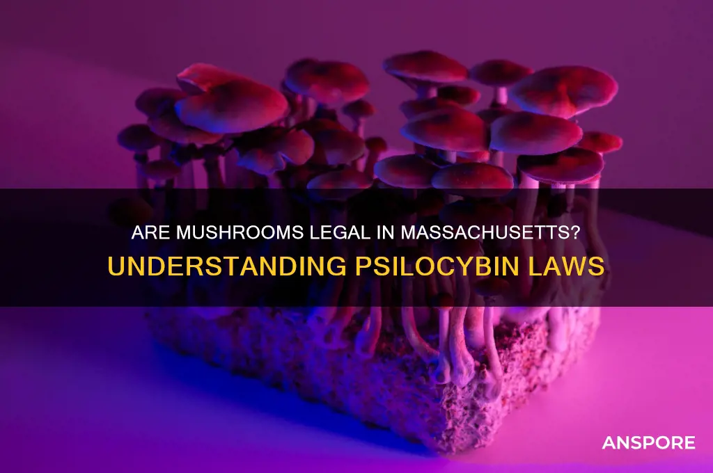 are mushrooms legal in mass
