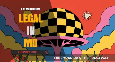 Are Mushrooms Legal in Maryland? Understanding Current Psilocybin Laws