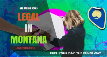 Are Mushrooms Legal in Montana? Exploring Psilocybin Laws and Regulations