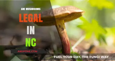 Are Mushrooms Legal in NC? Understanding North Carolina's Psilocybin Laws