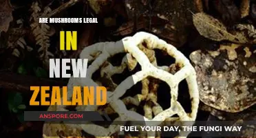 Are Mushrooms Legal in New Zealand? A Comprehensive Guide