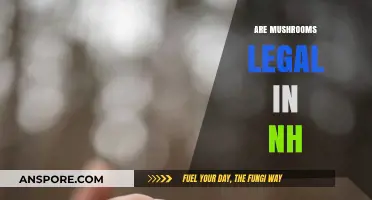 Are Mushrooms Legal in NH? Understanding New Hampshire's Psilocybin Laws