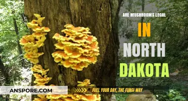 Are Mushrooms Legal in North Dakota? A Comprehensive Guide