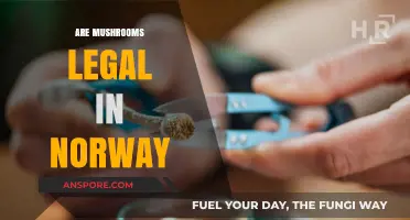 Are Mushrooms Legal in Norway? Exploring Psilocybin Laws and Regulations