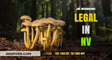 Are Mushrooms Legal in Nevada? Understanding Current Laws and Regulations