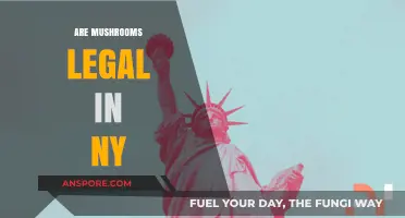 Are Mushrooms Legal in NY? Understanding Psilocybin Laws in New York