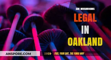 Are Mushrooms Legal in Oakland? Exploring Psilocybin Laws and Regulations