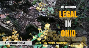 Ohio's Mushroom Laws: What's Legal and What's Not Explained