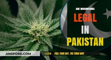 Mushroom Legality in Pakistan: What You Need to Know