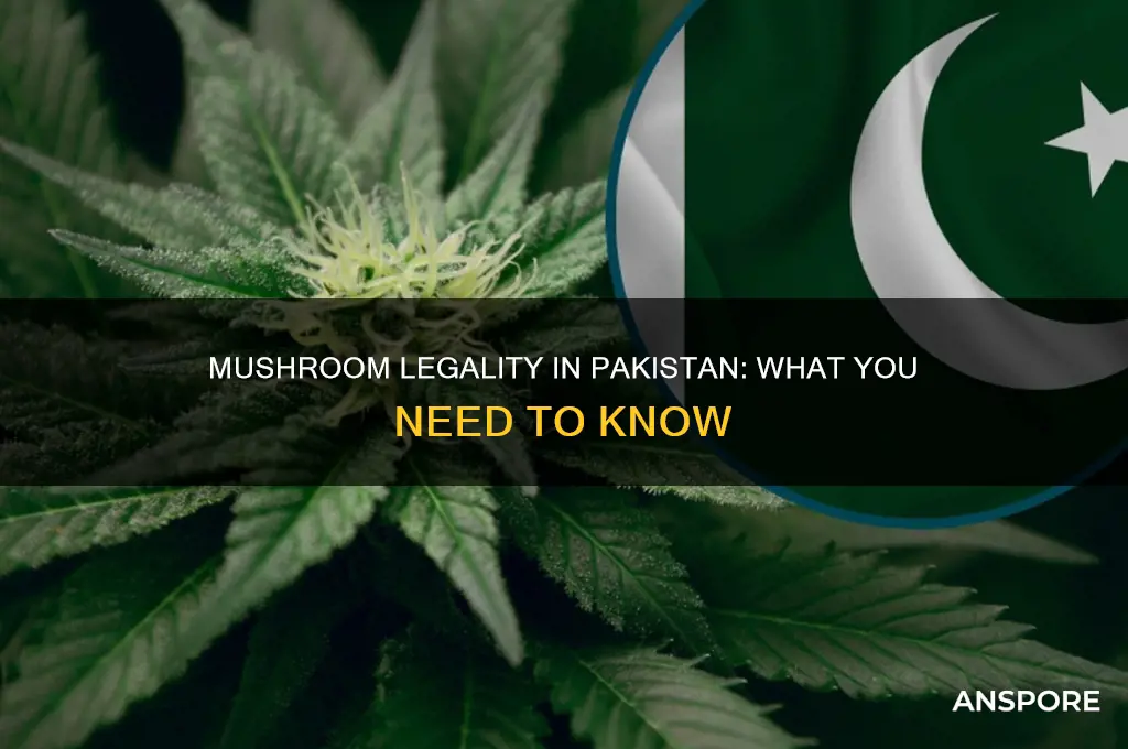 are mushrooms legal in pakistan
