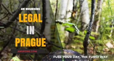 Exploring Prague's Mushroom Laws: Legal Status and Regulations Explained