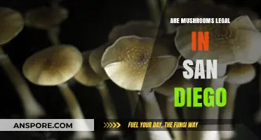 Are Mushrooms Legal in San Diego? A Comprehensive Guide