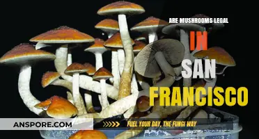 Are Mushrooms Legal in San Francisco? Exploring Psilocybin Laws