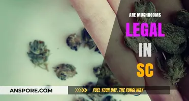 Are Mushrooms Legal in SC? Understanding South Carolina's Psilocybin Laws