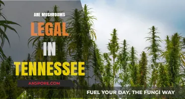 Are Mushrooms Legal in Tennessee? Exploring Psilocybin Laws and Regulations