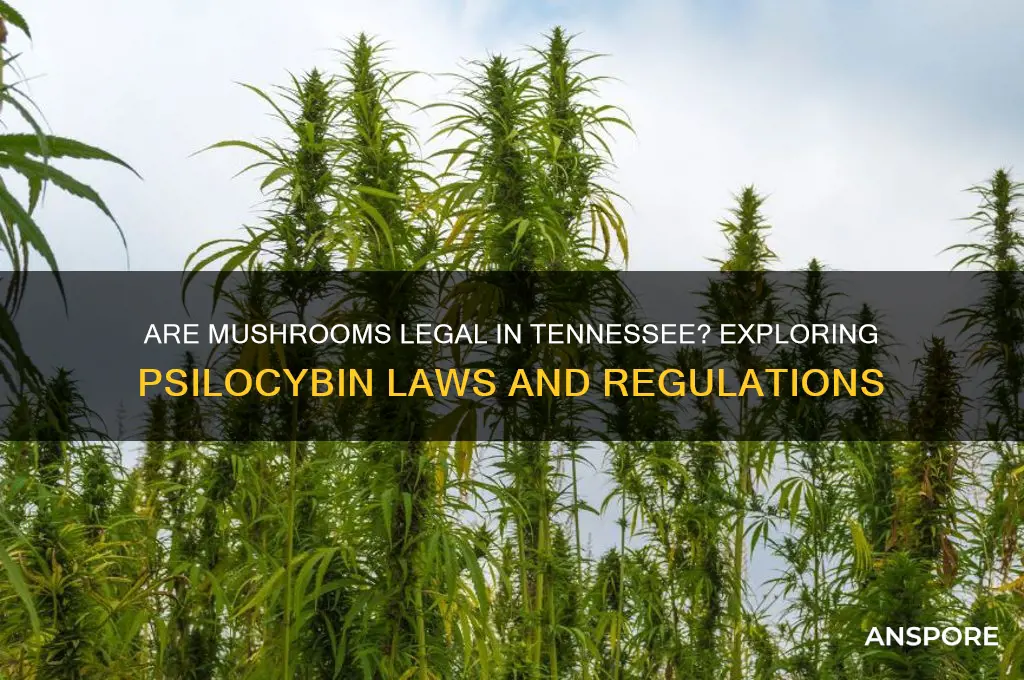 are mushrooms legal in tennessee