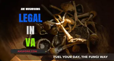Are Mushrooms Legal in Virginia? Understanding Current Laws and Regulations