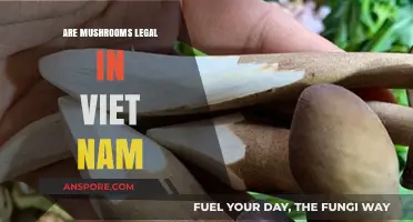 Are Mushrooms Legal in Vietnam? Exploring the Current Laws and Regulations