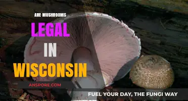 Wisconsin's Mushroom Laws: What's Legal and What's Not Explained