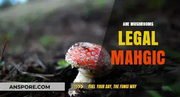Are Magic Mushrooms Legal? Exploring Psilocybin's Legal Status and Uses