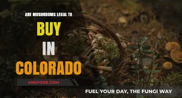 Are Mushrooms Legal in Colorado? A Comprehensive Guide to Psilocybin Laws