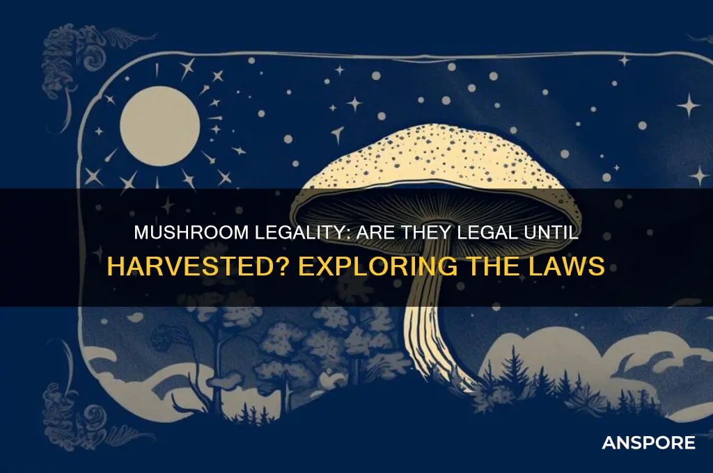 are mushrooms legal until harvested
