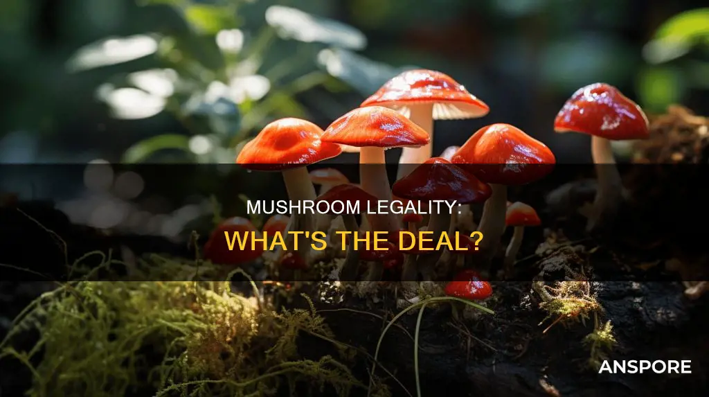 are mushrooms legsl