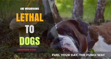 Mushrooms: Can They Kill Your Dog?
