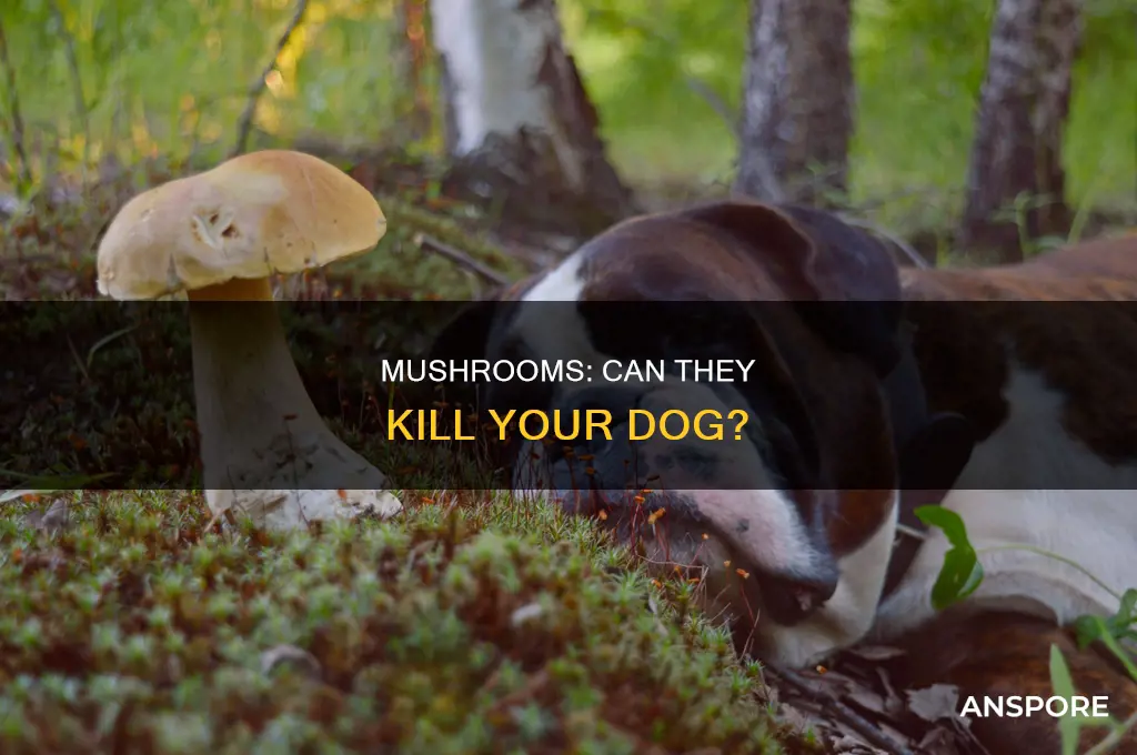 are mushrooms lethal to dogs