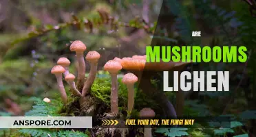 Mushrooms and Lichen: What's the Difference?