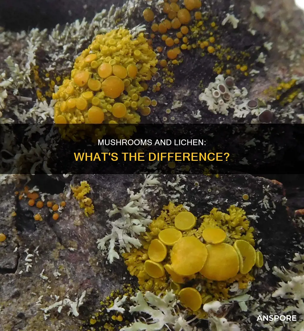 are mushrooms lichen