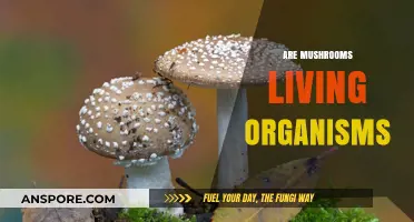 Mushrooms: Living Organisms or Not?