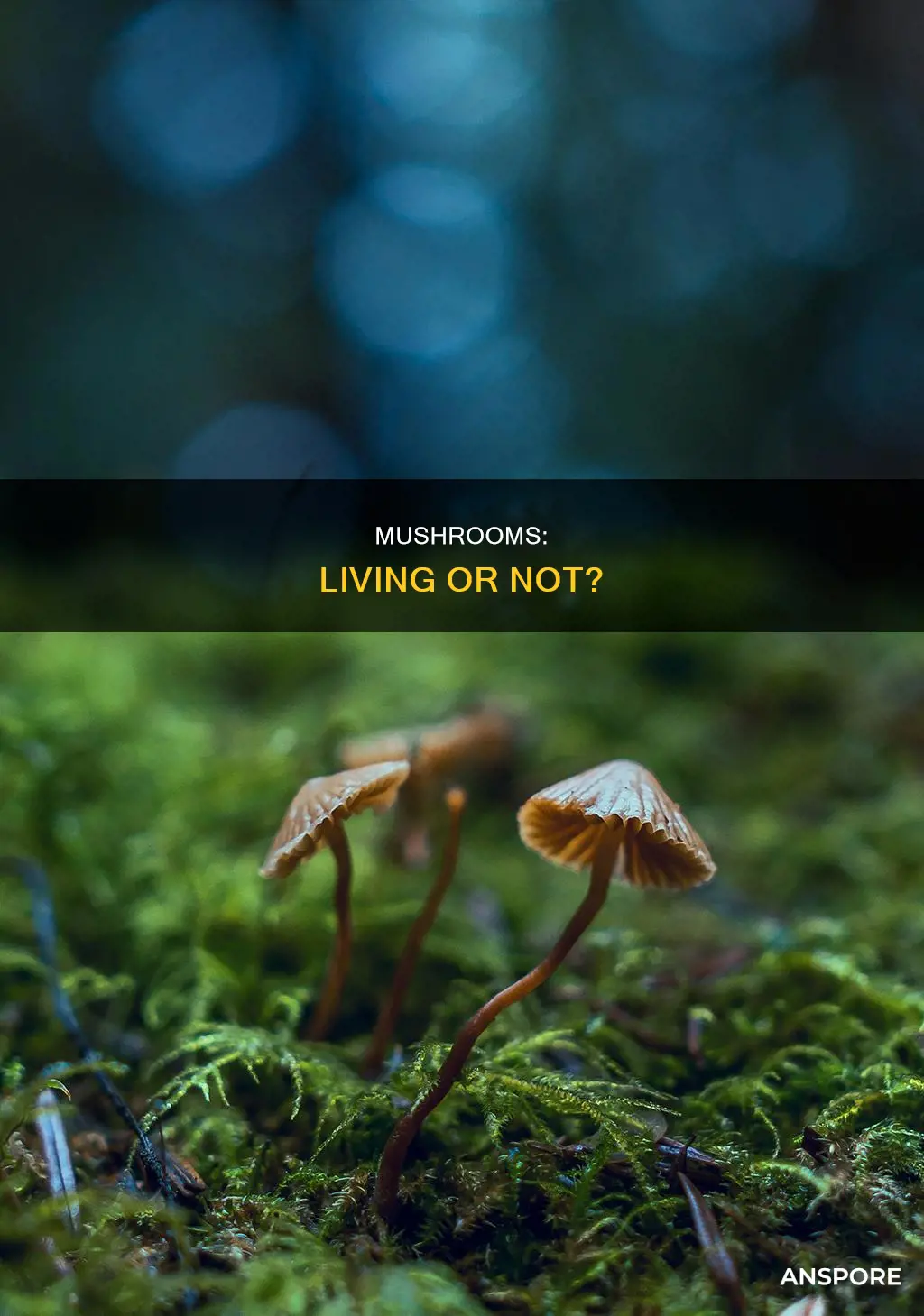 are mushrooms living