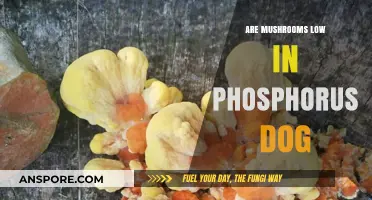 Mushrooms: Safe, Low-Phosphorus Treats for Dogs