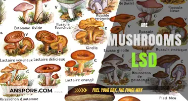 Mushrooms and LSD: What's the Difference?
