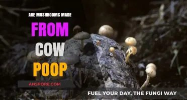 Are Mushrooms Grown in Cow Manure? Separating Fact from Fiction