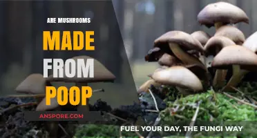 Mushrooms: The Truth About Their Origins and Growth