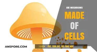 Mushrooms: Complex Cellular Networks of Nature