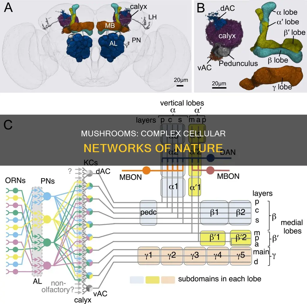 are mushrooms made of cells