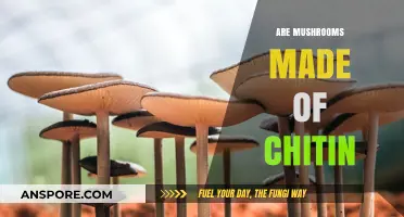 Mushroom Mystery: Are They Chitin-Made?