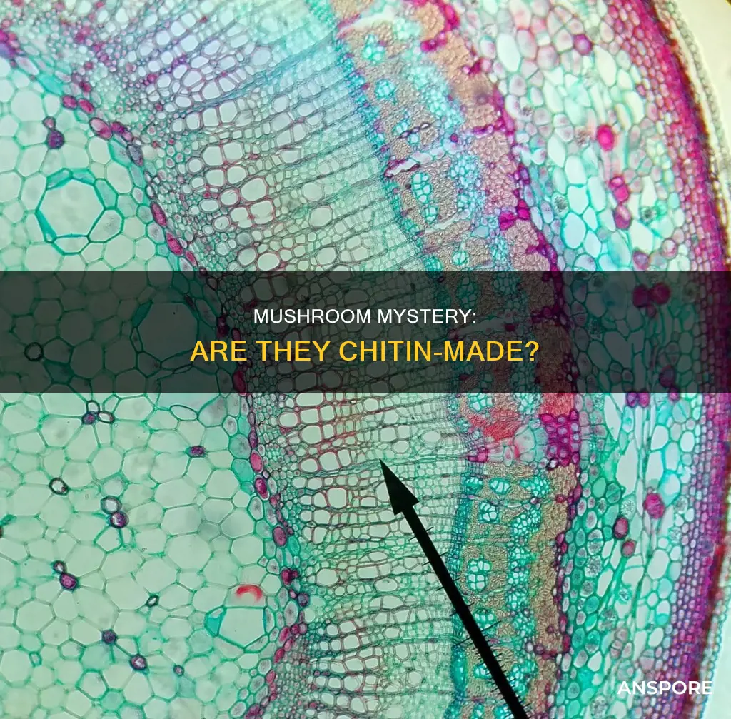 are mushrooms made of chitin