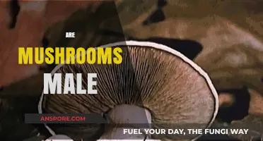 Mushroom Gender: Why Are Mushrooms Male?