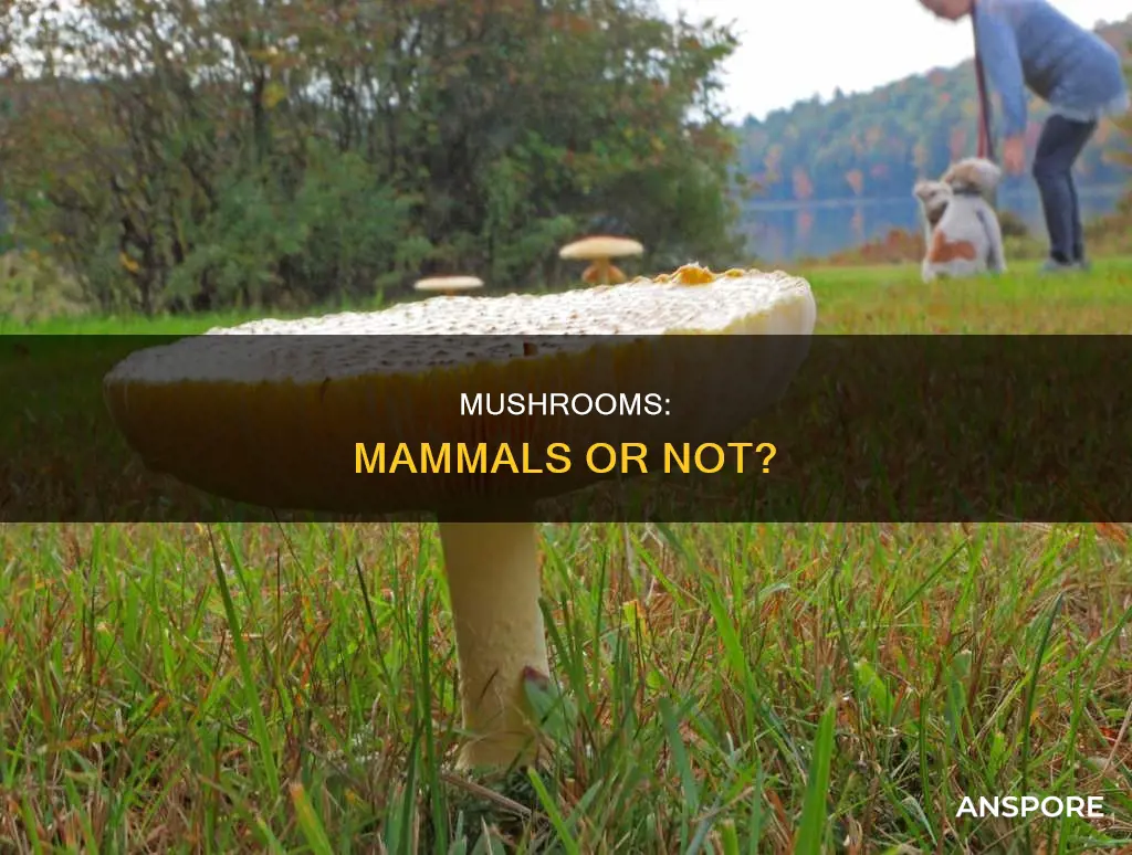 are mushrooms mammals