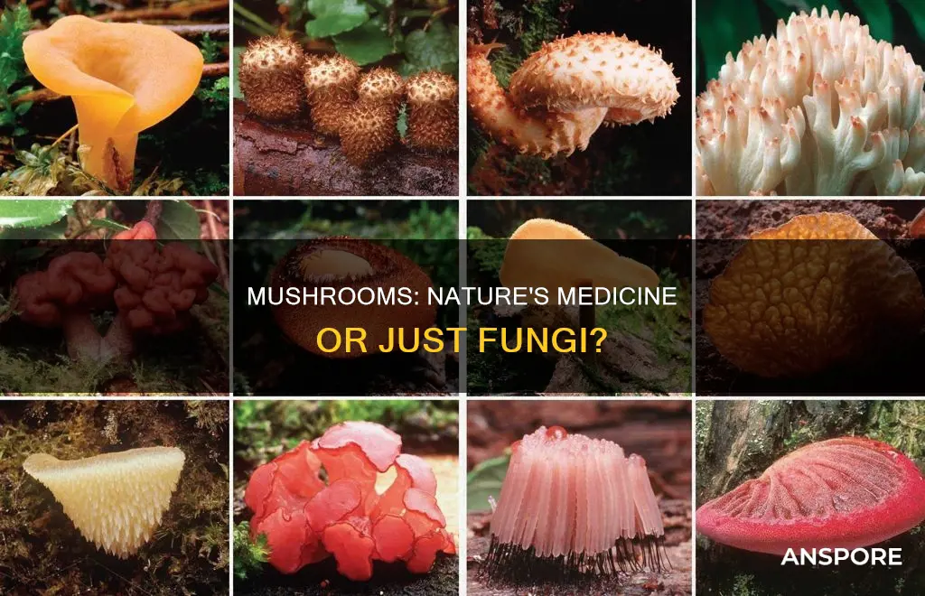 are mushrooms medicinal