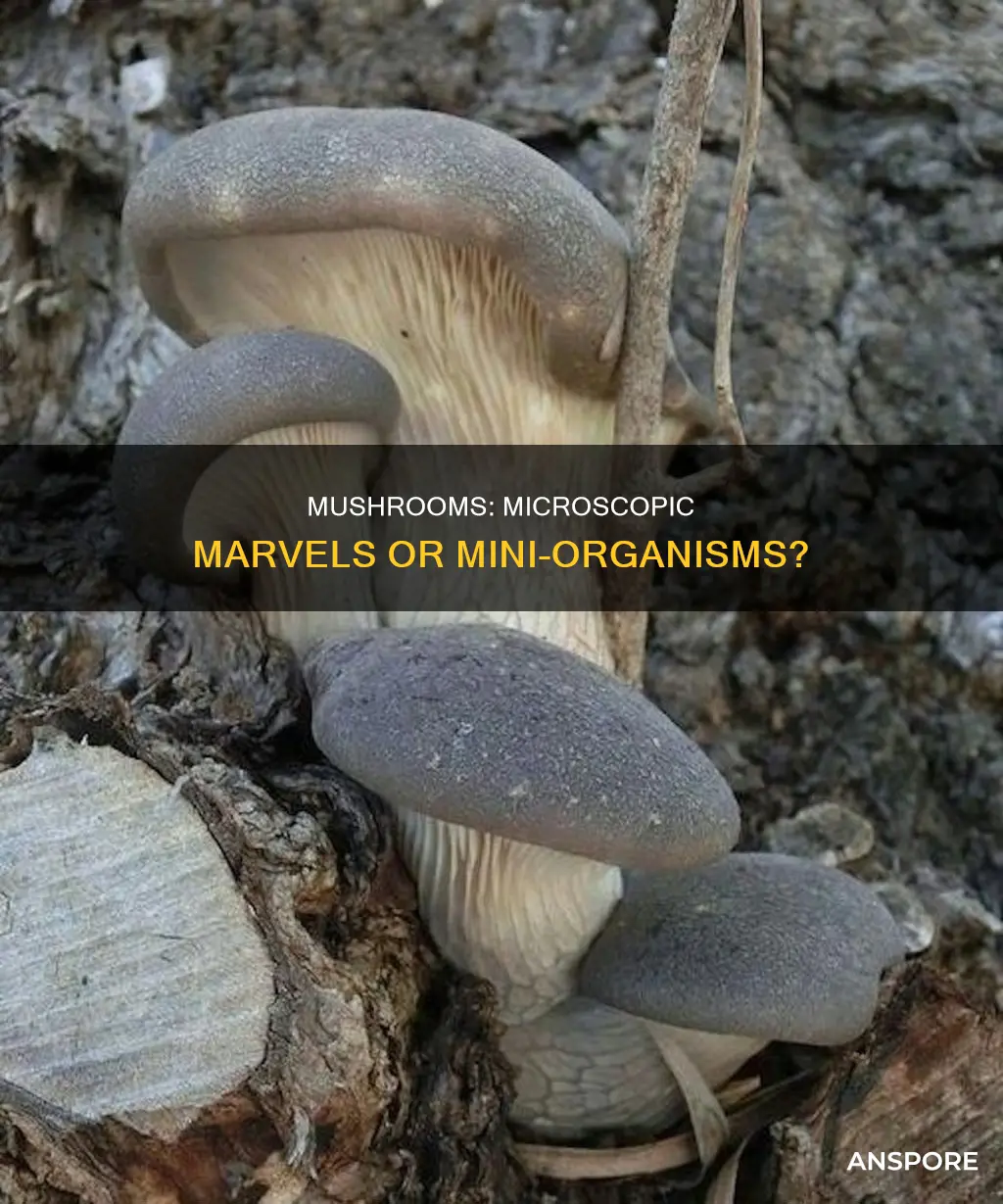 are mushrooms micoorngaiisms