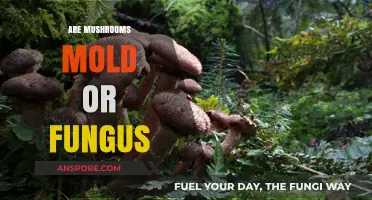 Mushrooms: Fungus Among Us or Moldy Mystery?